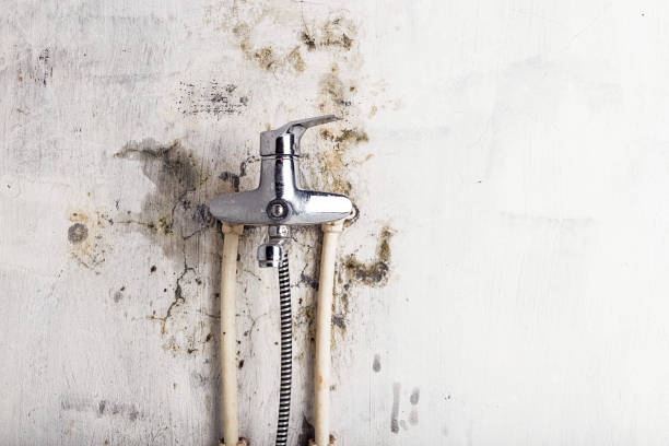 Best Mold Cleaning Services  in Chehalis, WA