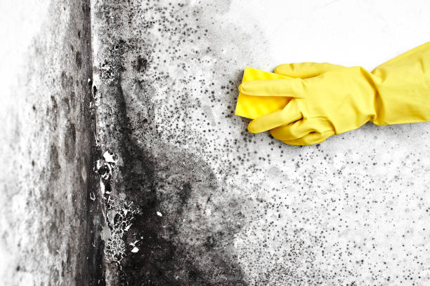 Office Mold Removal Services in Chehalis, WA
