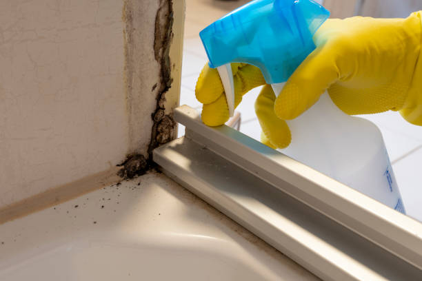 Best Mold Remediation Experts  in Chehalis, WA