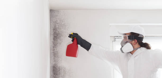 Best Office Mold Removal Services  in Chehalis, WA