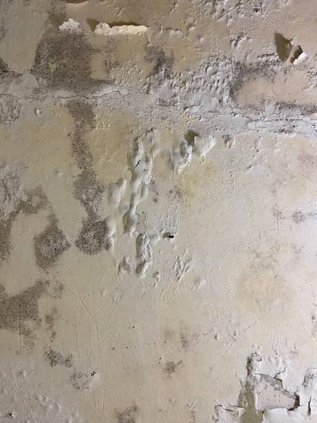 Best Home Mold Removal  in Chehalis, WA