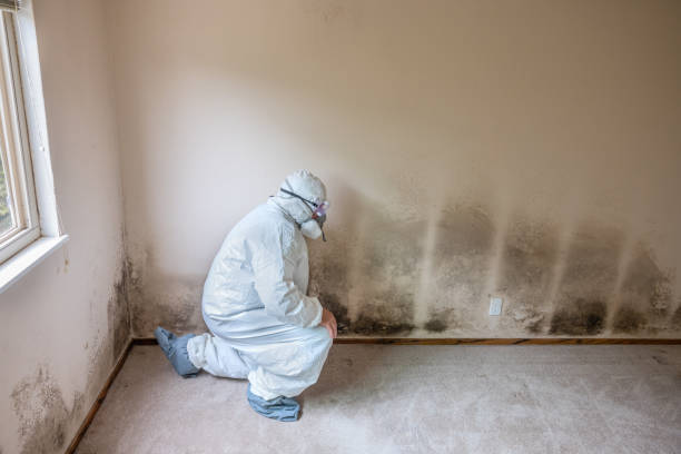 Best Mold Damage Repair  in Chehalis, WA