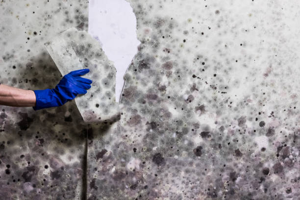 Home Mold Removal in Chehalis, WA