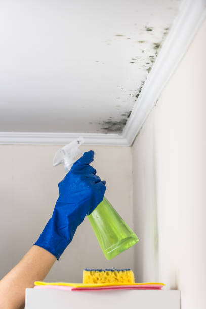 Best Water Damage Restoration  in Chehalis, WA