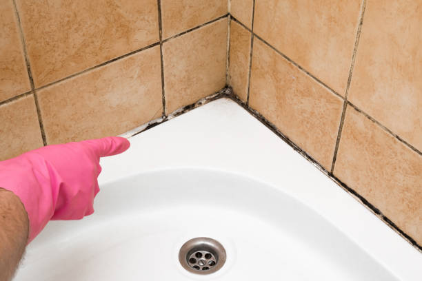 Best Best Mold Removal Companies  in Chehalis, WA
